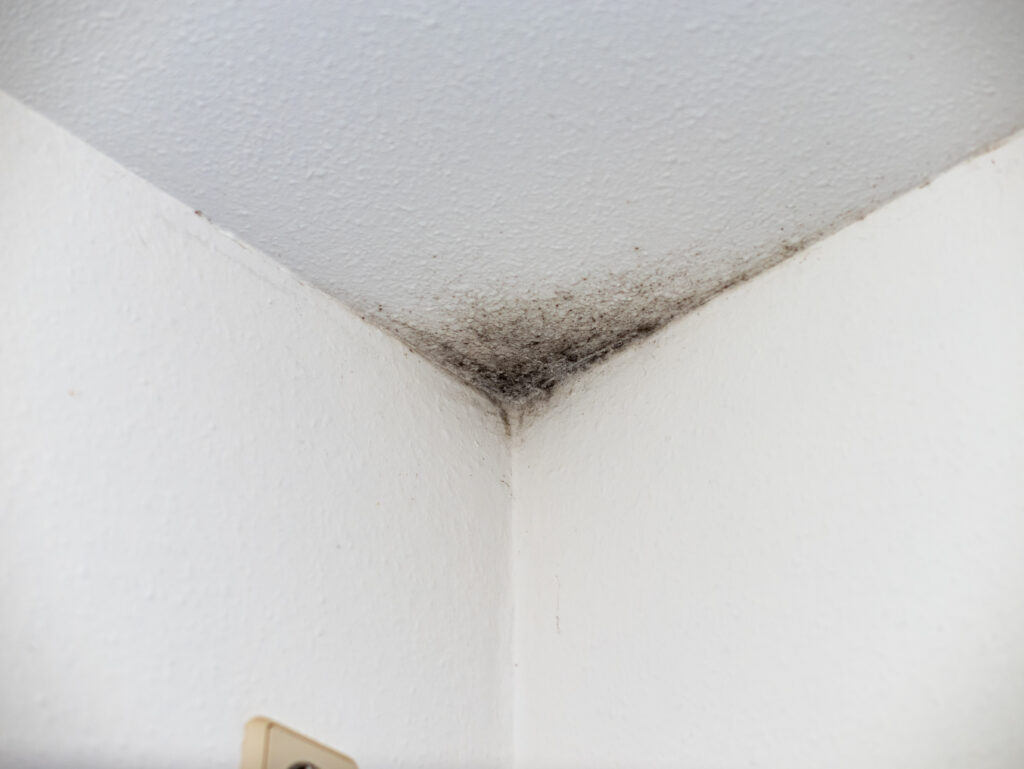 Mould Removal Greater Manchester